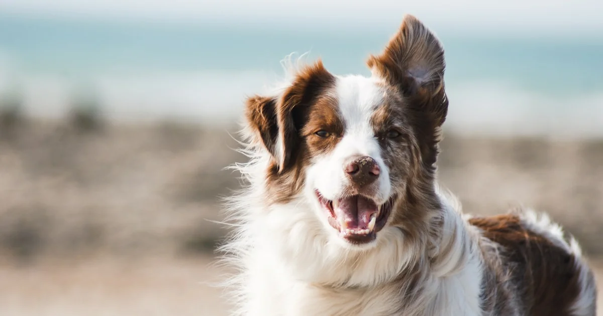 Gifts for New Puppy Owners — Because the First Month Is Beautiful Chaos