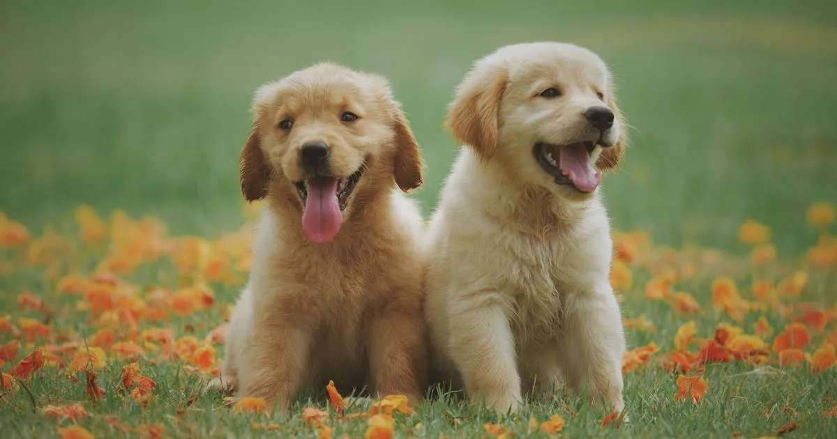 When Words Fail — Pet Loss Gifts That Say What You Can't